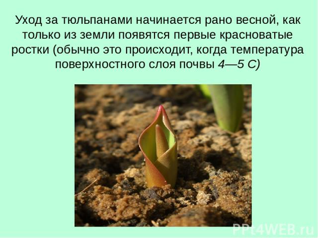 Уход за тюльпанами начинается рано весной, как только из земли появятся первые красноватые ростки (обычно это происходит, когда температура поверхностного слоя почвы 4—5 С)