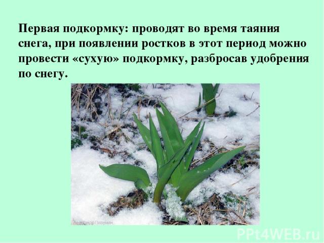 Первая подкормку: проводят во время таяния снега, при появлении ростков в этот период можно провести «сухую» подкормку, разбросав удобрения по снегу.