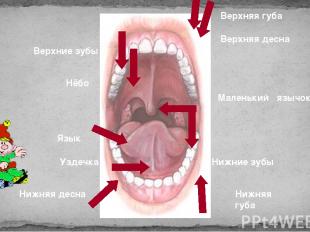 Маленький язычок Нёбо Язык Верхняя губа Верхняя десна Верхние зубы Нижние зубы Н
