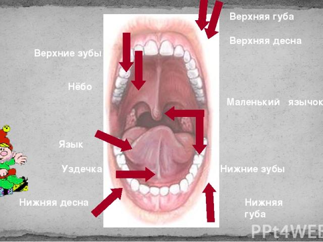 Маленький язычок Нёбо Язык Верхняя губа Верхняя десна Верхние зубы Нижние зубы Нижняя десна Нижняя губа Уздечка