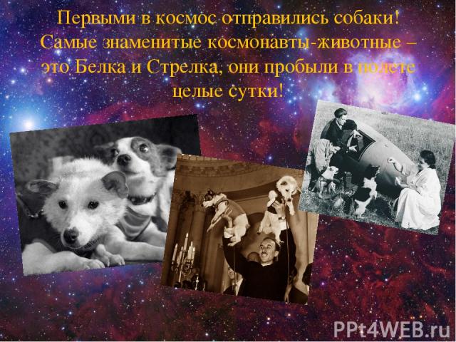 Первыми в космос отправились собаки! Самые знаменитые космонавты-животные – это Белка и Стрелка, они пробыли в полете целые сутки!