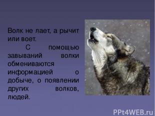 Волк не лает, а рычит или воет. С помощью завываний волки обмениваются информаци