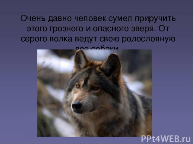 Очень давно человек сумел приручить этого грозного и опасного зверя. От серого волка ведут свою родословную все собаки.