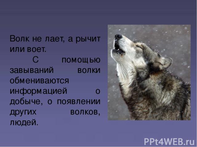 Волк не лает, а рычит или воет. С помощью завываний волки обмениваются информацией о добыче, о появлении других волков, людей.
