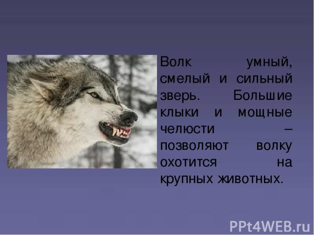 Волк умный, смелый и сильный зверь. Большие клыки и мощные челюсти – позволяют волку охотится на крупных животных.