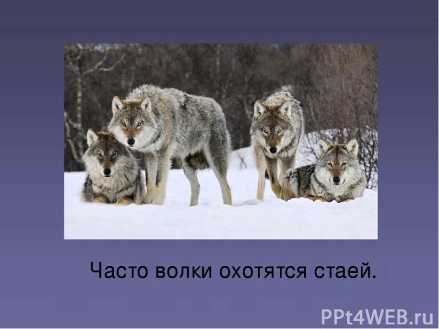 Часто волки охотятся стаей.