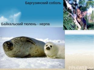 Байкальский тюлень - нерпа Баргузинский соболь