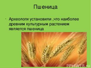 Пшеница Археологи установили ,что наиболее древним культурным растением является