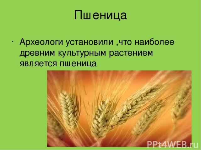 Пшеница Археологи установили ,что наиболее древним культурным растением является пшеница