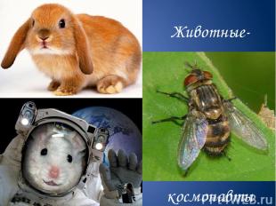 Животные- космонавты