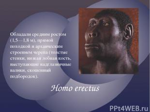 Homo erectus Обладали средним ростом (1,5—1,8 м), прямой походкой и архаическим