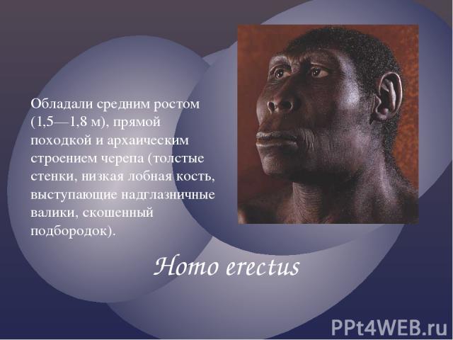 Homo erectus Обладали средним ростом (1,5—1,8 м), прямой походкой и архаическим строением черепа (толстые стенки, низкая лобная кость, выступающие надглазничные валики, скошенный подбородок).