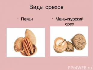 Виды орехов Пекан Маньчжурский орех