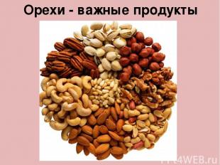 Орехи - важные продукты питания.