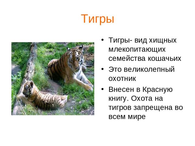 Тигры Тигры- вид хищных млекопитающих семейства кошачьих Это великолепный охотник Внесен в Красную книгу. Охота на тигров запрещена во всем мире