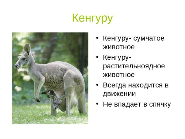 Кенгуру Кенгуру- сумчатое животное Кенгуру- растительноядное животное Всегда находится в движении Не впадает в спячку