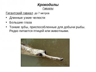 Крокодилы Гавиалы Гигантский гавиал до 7 метров Длинные узкие челюсти Большие гл