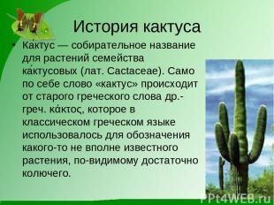 История кактуса Ка ктус — собирательное название для растений семейства ка ктусо