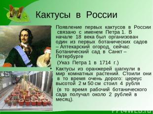 Кактусы в России Появление первых кактусов в России связано с именем Петра 1. В