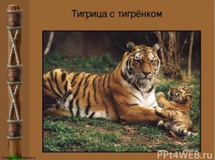 Тигрица с тигрёнком FokinaLida.75@mail.ru