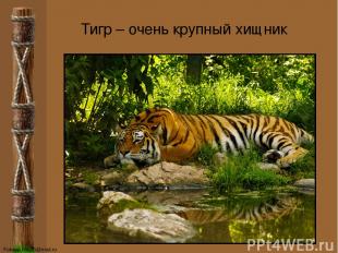 Тигр – очень крупный хищник FokinaLida.75@mail.ru