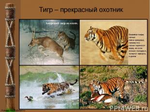 Тигр – прекрасный охотник FokinaLida.75@mail.ru