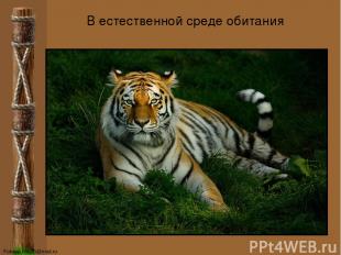 В естественной среде обитания FokinaLida.75@mail.ru