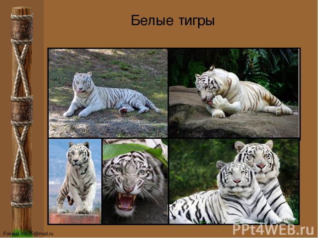 Белые тигры FokinaLida.75@mail.ru
