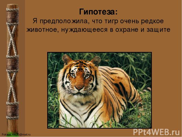 Гипотеза: Я предположила, что тигр очень редкое животное, нуждающееся в охране и защите FokinaLida.75@mail.ru