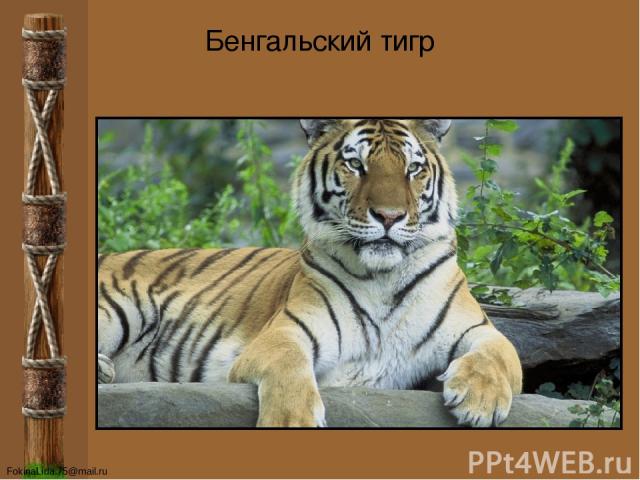 Бенгальский тигр FokinaLida.75@mail.ru