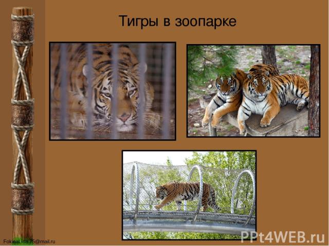 Тигры в зоопарке FokinaLida.75@mail.ru