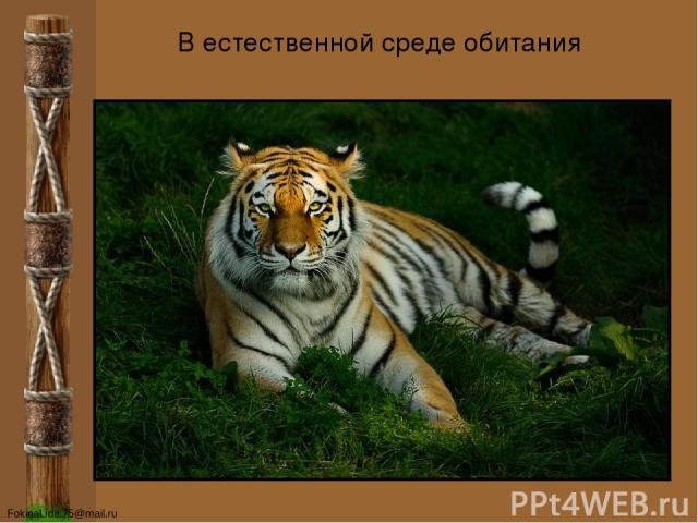 В естественной среде обитания FokinaLida.75@mail.ru