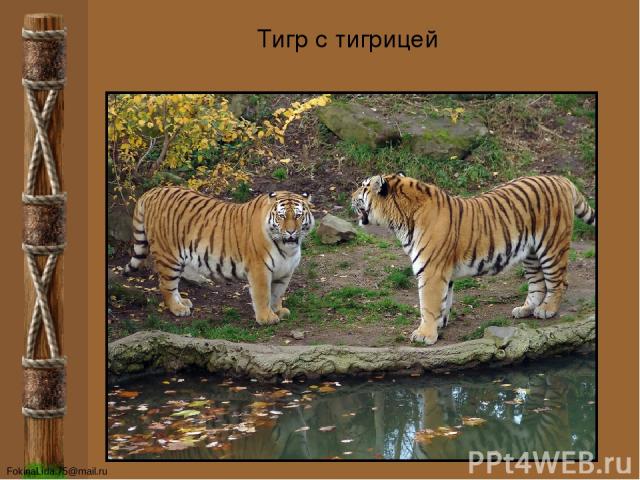 Тигр с тигрицей FokinaLida.75@mail.ru