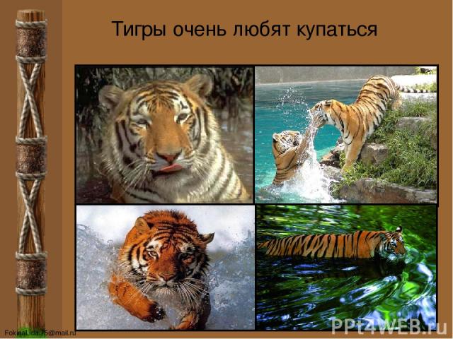 Тигры очень любят купаться FokinaLida.75@mail.ru