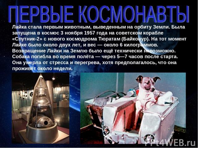 Лайка стала первым животным, выведенным на орбиту Земли. Была запущена в космос 3 ноября 1957 года на советском корабле «Спутник-2» с нового космодрома Тюратам (Байконур). На тот момент Лайке было около двух лет, и вес — около 6 килограммов. Возвращ…