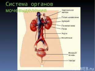 Система органов мочевыделения