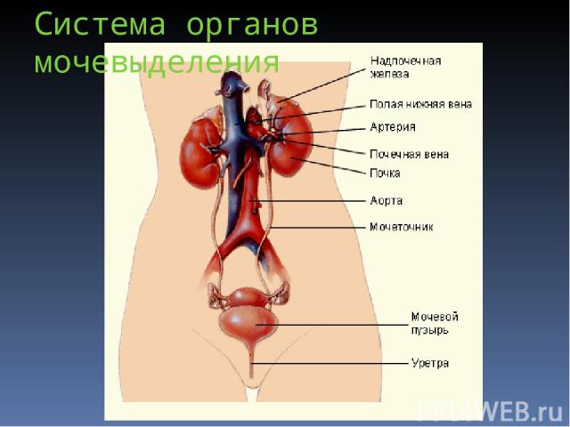 Система органов мочевыделения