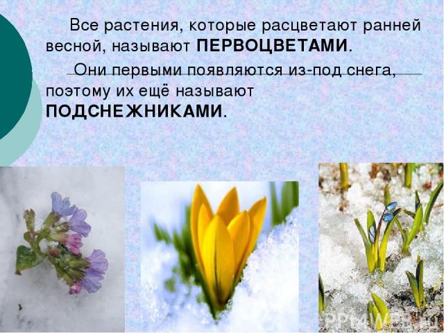 Все растения, которые расцветают ранней весной, называют ПЕРВОЦВЕТАМИ. Они первыми появляются из-под снега, поэтому их ещё называют ПОДСНЕЖНИКАМИ.