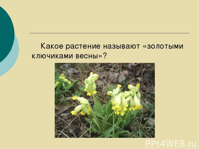 Какое растение называют «золотыми ключиками весны»?