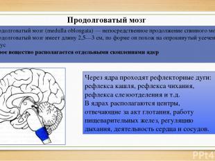 Продолговатый мозг Продолговатый мозг (medulla oblongata) — непосредственное про