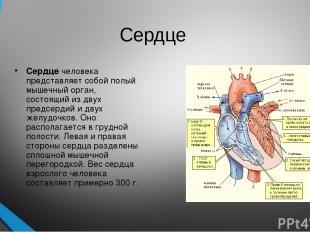 Сердце Сердце человека представляет собой полый мышечный орган, состоящий из дву