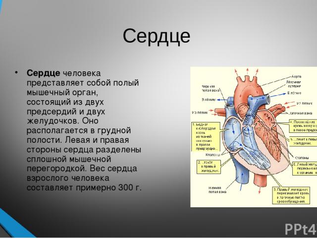 Сердце Сердце человека представляет собой полый мышечный орган, состоящий из двух предсердий и двух желудочков. Оно располагается в грудной полости. Левая и правая стороны сердца разделены сплошной мышечной перегородкой. Вес сердца взрослого человек…
