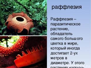 раффлезия Раффлезия – паразитическое растение, обладатель самого большого цветка