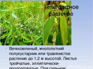 Телеграфное растение Вечнозеленый, многолетний полукустарник или травянистое рас