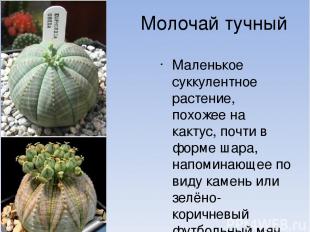Молочай тучный Маленькое суккулентное растение, похожее на кактус, почти в форме