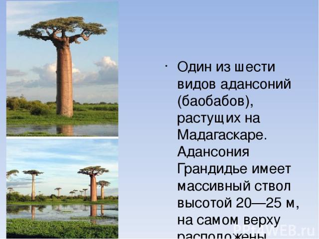 Один из шести видов адансоний (баобабов), растущих на Мадагаскаре. Адансония Грандидье имеет массивный ствол высотой 20—25 м, на самом верху расположены ветви с 5-7-пальчатыми листьями, длиной около 10 см. Издалека адансония напоминает дерево с корн…