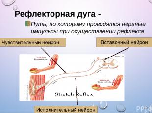 Рефлекторная дуга - Путь, по которому проводятся нервные импульсы при осуществле