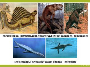 пеликозавры (диметродон), терапсиды (иностранцевия, териодонт) Плезиозавры. Слев