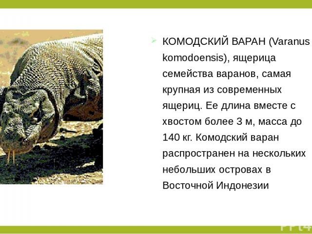 КОМОДСКИЙ ВАРАН (Varanus komodoensis), ящерица семейства варанов, самая крупная из современных ящериц. Ее длина вместе с хвостом более 3 м, масса до 140 кг. Комодский варан распространен на нескольких небольших островах в Восточной Индонезии