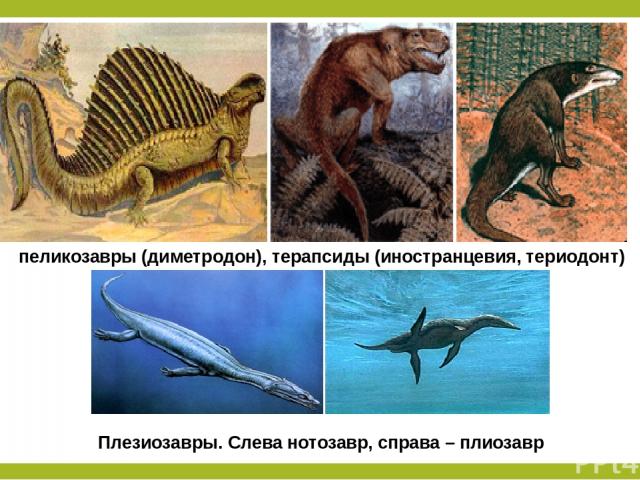 пеликозавры (диметродон), терапсиды (иностранцевия, териодонт) Плезиозавры. Слева нотозавр, справа – плиозавр